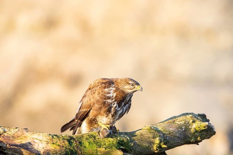 Common buzzard (Buteo buteo) Germany