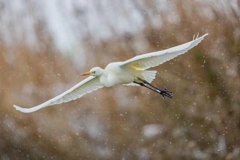 Great White Egret (Egretta alba) Germany