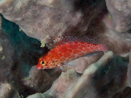 Bright red fish, Coral hawkfish (Cirrhitichthys oxycephalus) resting on a sea sponge, dive site