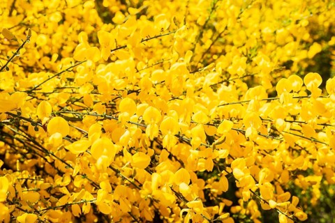 Broom broom (Cytisus scoparius) in bloom, Saxony, Germany, Europe