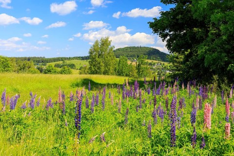 The perennial lupins (Lupinus polyphyllus) bloom in different colours, in the background the