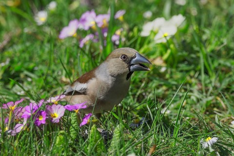A female hawfinch (Coccothraustes coccothraustes) sits between flowering primroses in a meadow in a