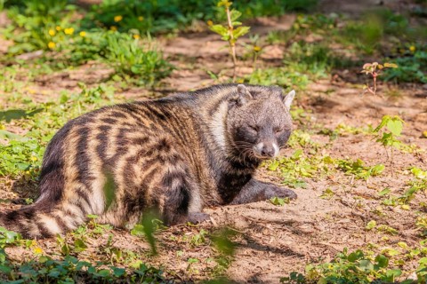 An African civet (Civettictis civetta) rests on the forest floor and enjoys the late sunlight