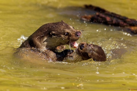Two otters engage in an intense fight in the water, European otter (Lutra lutra), Germany, Europe
