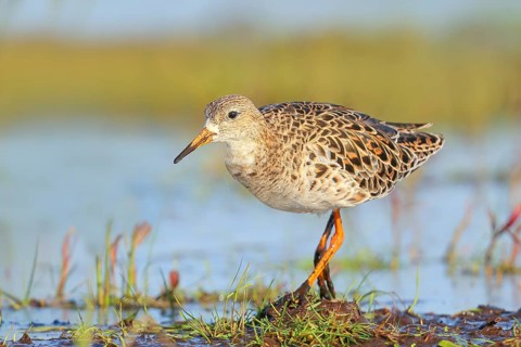 Ruff, (Philomachus pugnax), female searching for food on a moor, wildlife, animals, birds, snipe