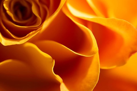Yellow-orange blossom of a rose (Rosa)