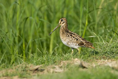 Pin-tailed Snipe (Gallinago stenura), Thailand, Asia