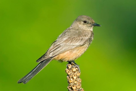 Say's Phoebe Sayornis saya Chiricahua Mountains, Cochise County, Arizona, United States 6 June