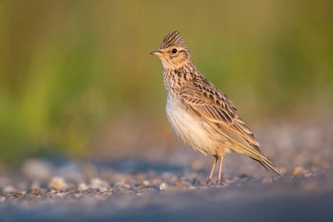 Eurasian Skylark (Alauda arvensis) male perched on the ground, Poland, Europe