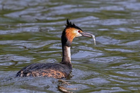 Great crested grebe (Podiceps cristatus) adult in breeding plumage eating fish while swimming in
