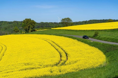 Car on a small country road through rape fields in full bloom, spring in the Elfringhauser Schweiz,