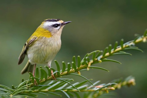 Common Firecrest (Regulus ignicapilla), Saxony-Anhalt, Germany, Europe