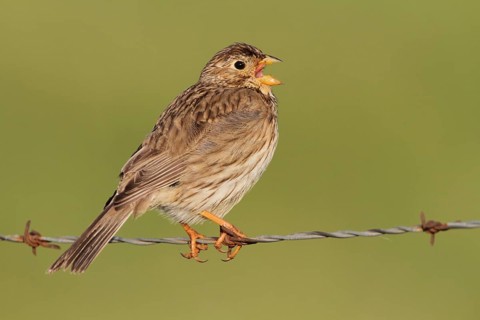Corn Bunting (Emberiza calandra) singing, Extremadura, Spain, Europe