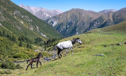 Horses with foals, Keldike Valley on the way to the Ala Kul Pass, Tien Shan Mountains, Kyrgyzstan,