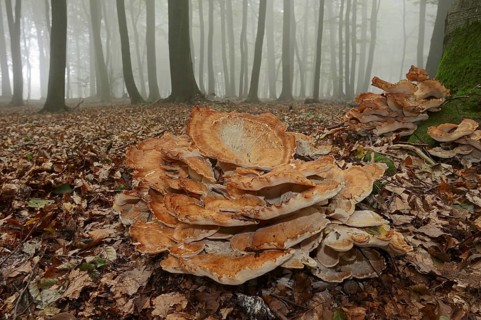 Giant polypore (Meripilus giganteus) in a beech forest with fog, North Rhine-Westphalia, Germany,
