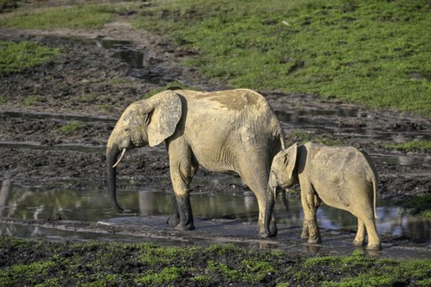 African forest elephants (Loxodonta cyclotis) in the Dzanga Bai forest clearing, Dzanga-Ndoki