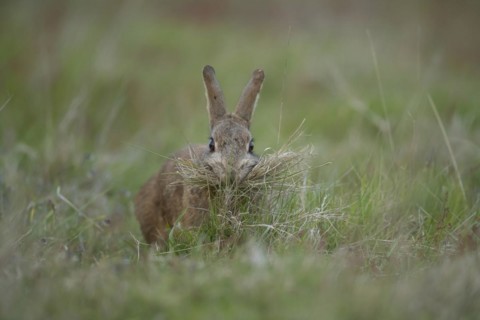 Rabbit (Oryctolagus cuniculus) adult animal collecting grass in its mouth for nesting material,