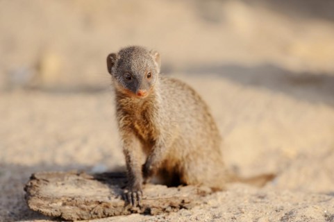 Banded mongoose (Mungos mungo), juvenile, captive, occurrence in Africa
