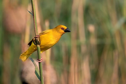 Eastern golden weaver (Ploceus subaureus), adult, male, auto-waiting, alert, Saint Lucia Estuary,