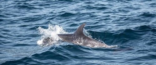 Dolphin, Osa, Costa Rica, Central America