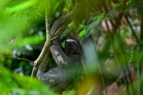 Brown-throated sloth (Bradypus variegatus), through blurred foliage on a branch, Tambopata National