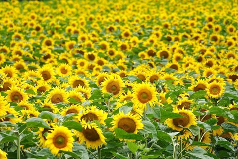 Picturesque sunflowers, July, Germany, Europe