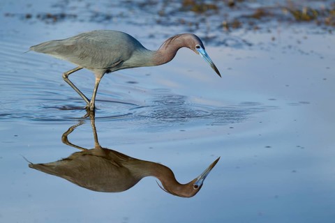 Great Blue Heron (Egretta caerulea), Black Point Wildlife Drive, Titusville, Florida, USA, North