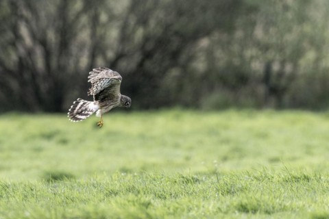 Hen harrier (Circus cyaneus), Emsland, Lower Saxony, Germany, Europe