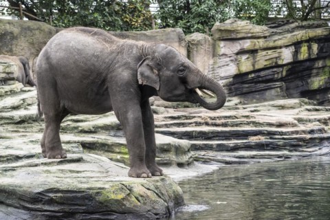 Asian elephant (Elephas maximus), Emmen Zoo, Netherlands