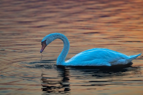 Mute swan (Cygnus olor), sunrise, Hopfensee, near Füssen, Ostallgäu, Allgäu, Upper Swabia, Swabia,