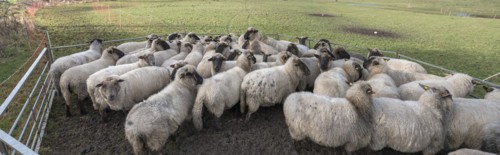 Black-headed domestic sheep (Ovis gmelini aries) in a pen, Mecklenburg-Western Pomerania, Germany,