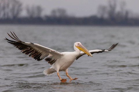 Great white pelican (Pelecanus onocrotalus), flying, Lake Kerkini, Greece, Europe