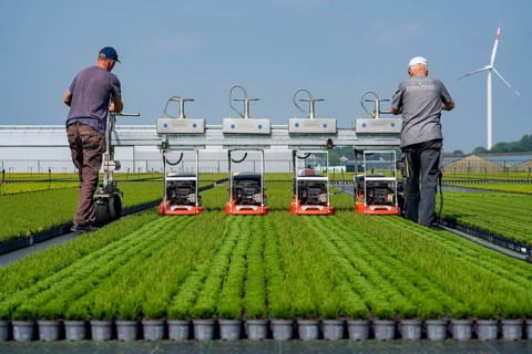 Horticultural business, broom heather plants, in flower pots, outdoors, Calluna vulgaris, are cut