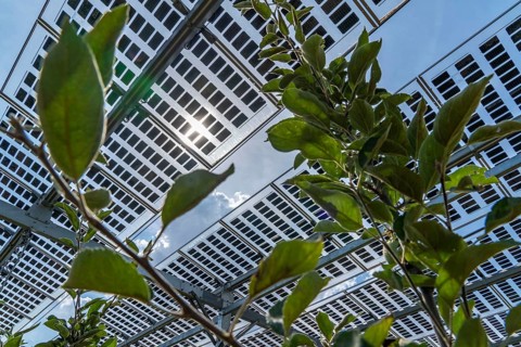 Agri-photovoltaic test plant, an apple orchard with two different systems of PV modules was roofed