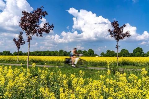 The avenue cycle path between Xanten and Marienbaum, Kalkar, on the Lower Rhine, former railway