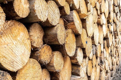 Felled, stacked spruce trunks, forest dieback in the Arnsberg Forest nature park Park, over 70 per