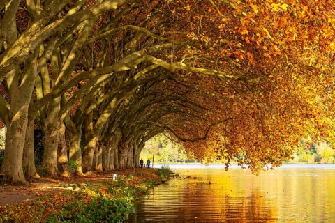 Platanen Allee, lakeside path on Lake Baldeney, near Haus Scheppen, in Essen, autumn, North