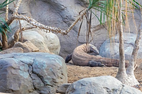 Denver, Colorado, A Komodo dragon (Varanus komodoensis) at the Denver Zoo. The Komodo dragon is the