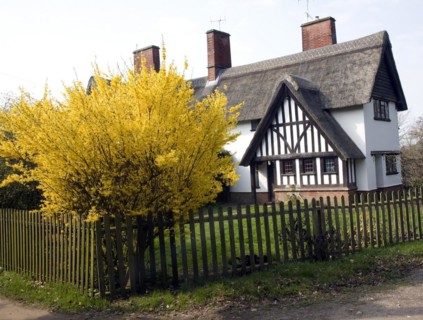 Yellow blossom forsythia plant in garden thatched timbered house, Little Glemham, Suffolk, England,