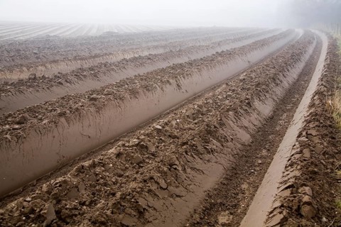 Deep furrows in soil of foggy field being prepared for potato crop, Shottisham, Suffolk, England,