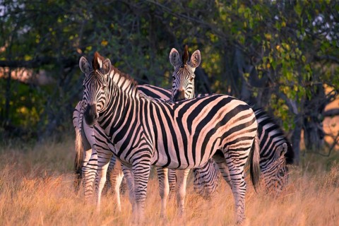 Africa, Botswana, plains zebra, Equus quappa, Botswana, Africa