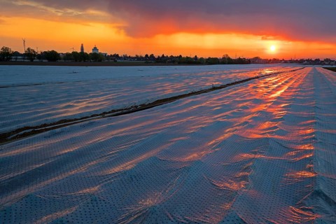 A covered asparagus field at sunrise, Erpolzheim, Bad D¸rkheim district, Rhineland-Palatinate,