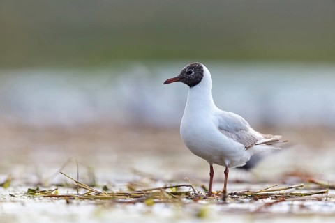 Black-headed gull (Larus ridibundus), Hides de El Taray / Floating Hid, Villafranca de los