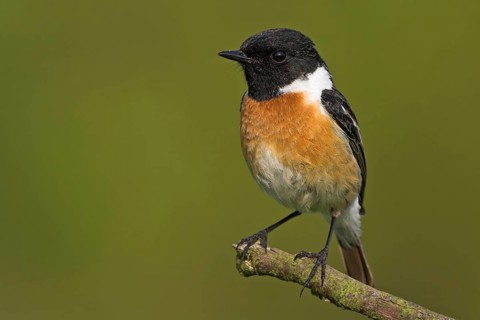 Stonechat, (Saxicola torquata), foraging, male, Bad Dürkheim district, Eich, Rhineland-Palatinate,