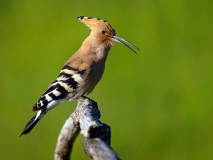 Hoopoe, (Upupa epops), on perch, hoopoe family, formerly raptors, Hides de El Taray / Lesser Kestr,