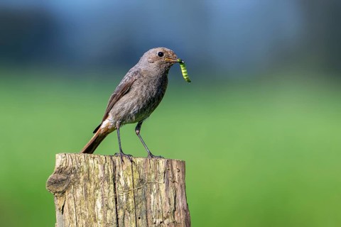 Black redstart (Phoenicurus ochruros gibraltariensis) female, first calendar year male perched on