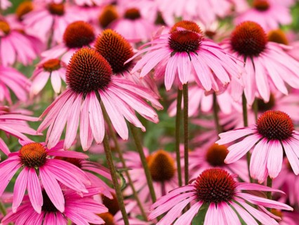 Cluster of pink echinacea flowers with brown centers in a garden setting, purple cone flowers in