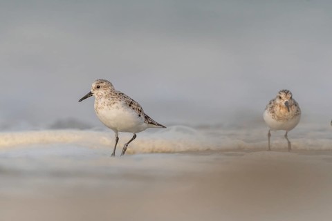 Sanderling (Calidris alba) feeding on a beach. Camaret sur mer, Crozon, Finistere, Brittany,