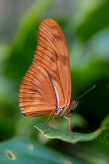 Torch butterfly (Dryas iulia moderata), orange-coloured butterfly sitting on a leaf, Alajuela