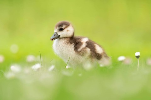 Nile goose chick (Alopochen aegyptiaca), profile view full body, standing in meadow with daisies,